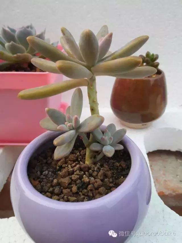 多肉在不经意间治愈你,多肉独立而坚强