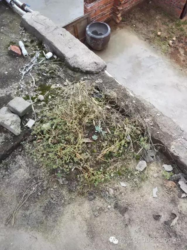 多肉在不经意间治愈你,多肉独立而坚强