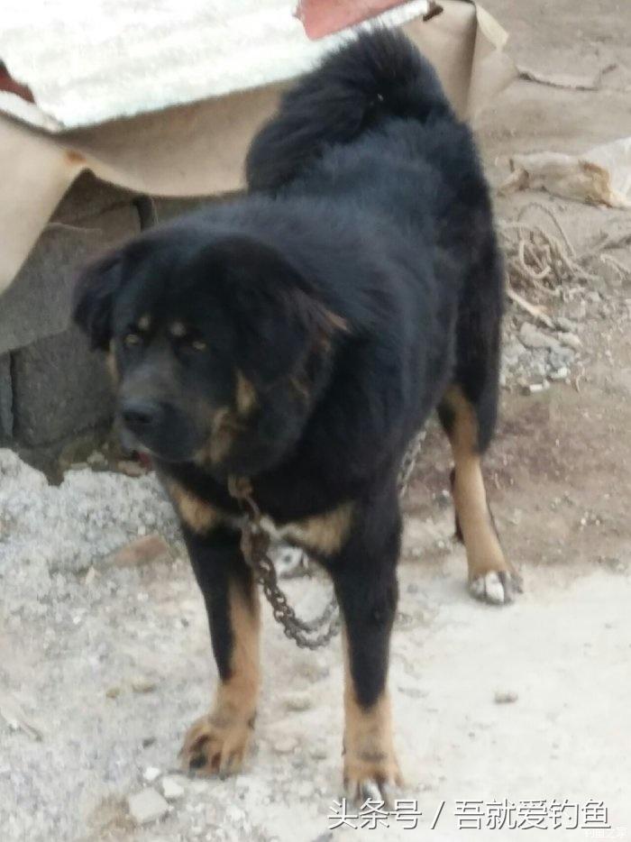 假休十月翻板初试失利恶犬护塘渔获数爆炸饵