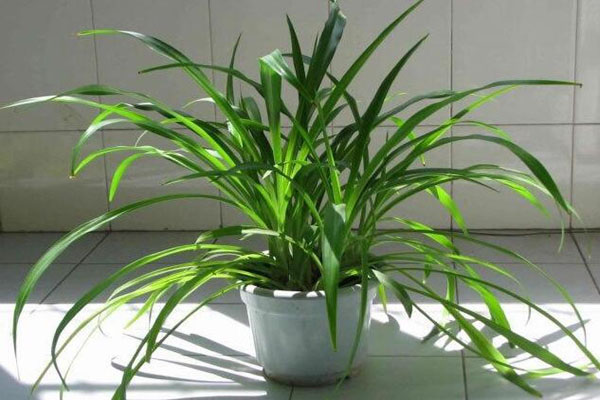 去甲醛又帮助睡眠的植物,甲醛怎么消除不伤害植物