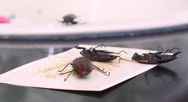 蟑螂最怕的消灭方法,家里有十多只蟑螂怎么消灭