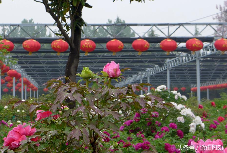 洛阳国际牡丹园门票,洛阳国际牡丹园图