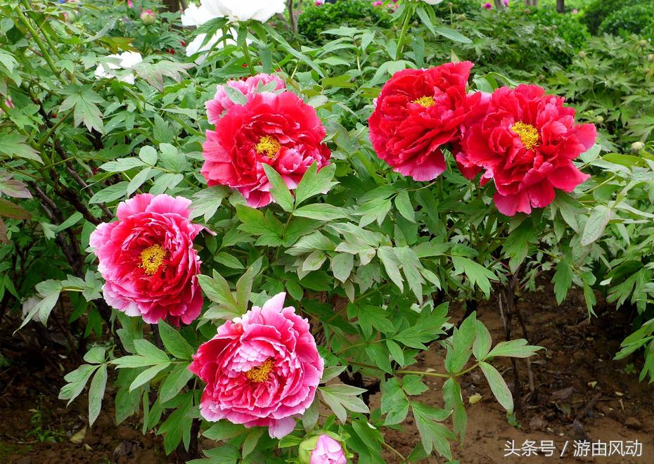 洛阳国际牡丹园门票,洛阳国际牡丹园图