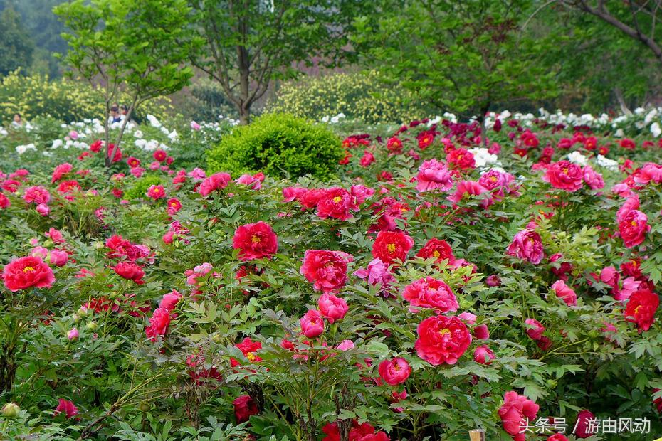 洛阳国际牡丹园门票,洛阳国际牡丹园图