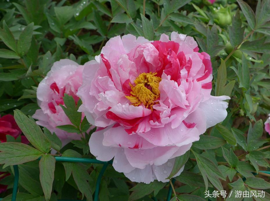 洛阳国际牡丹园门票,洛阳国际牡丹园图