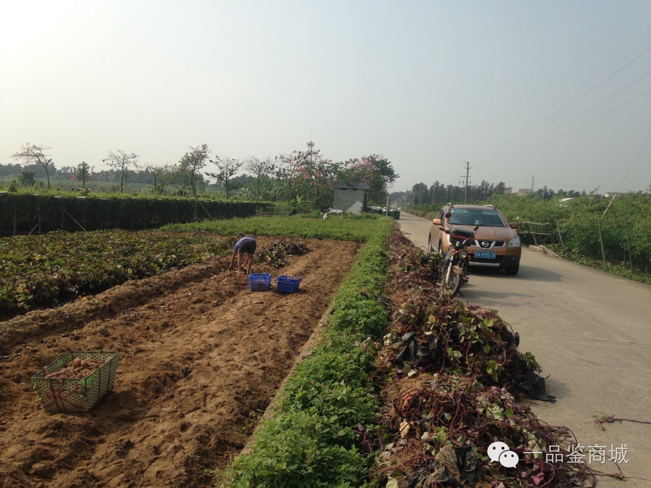一点红最高档的红薯,正宗南沙一点红紫心红薯