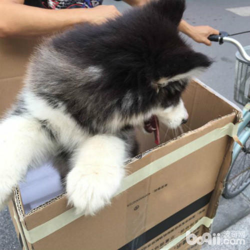 在路上捡到一只可怜的猫,在路上捡到了一只小小的哈士奇