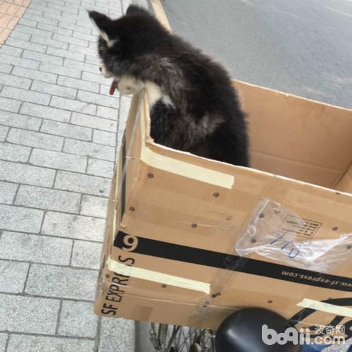 在路上捡到一只可怜的猫,在路上捡到了一只小小的哈士奇