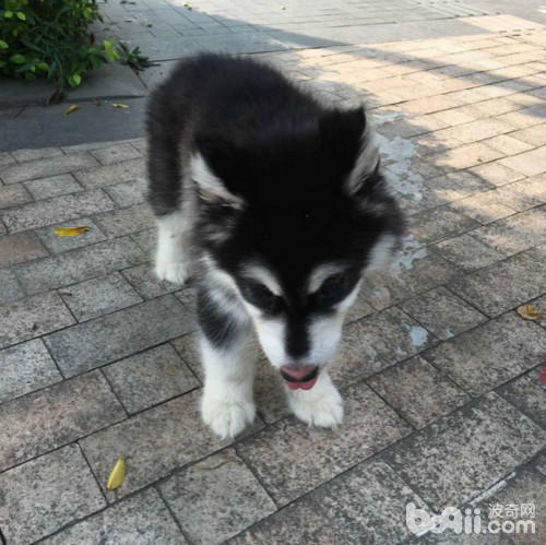 在路上捡到一只可怜的猫,在路上捡到了一只小小的哈士奇