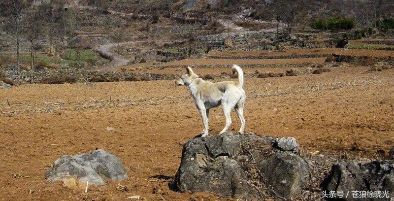 赶山狗视频,民间怪谈狗的故事