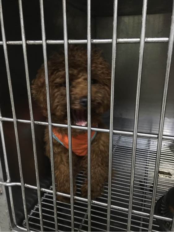 捡到了一个小狗狗宝宝,捡到一只泰迪去宠物医院怎么检查