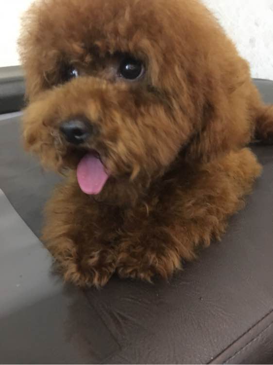 捡到了一个小狗狗宝宝,捡到一只泰迪去宠物医院怎么检查