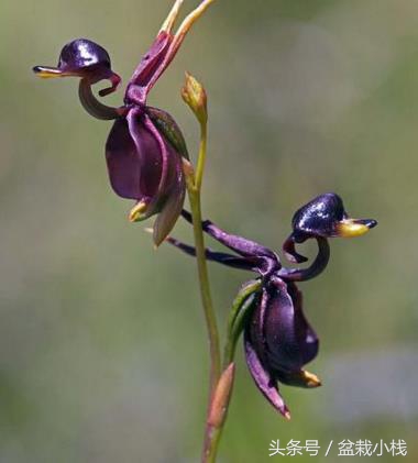 哪种兰花被认为是非常珍贵的,天下之大无奇不有的稀有兰花