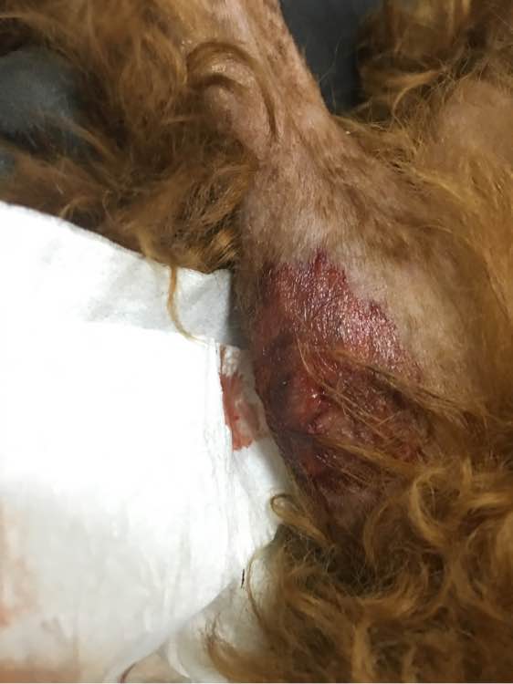 捡到了一个小狗狗宝宝,捡到一只泰迪去宠物医院怎么检查