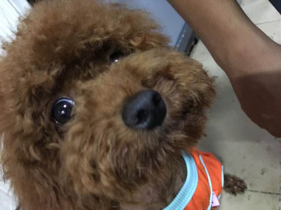 捡到了一个小狗狗宝宝,捡到一只泰迪去宠物医院怎么检查