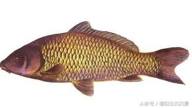 中国的代表鱼,各个国家的鱼是什么样子