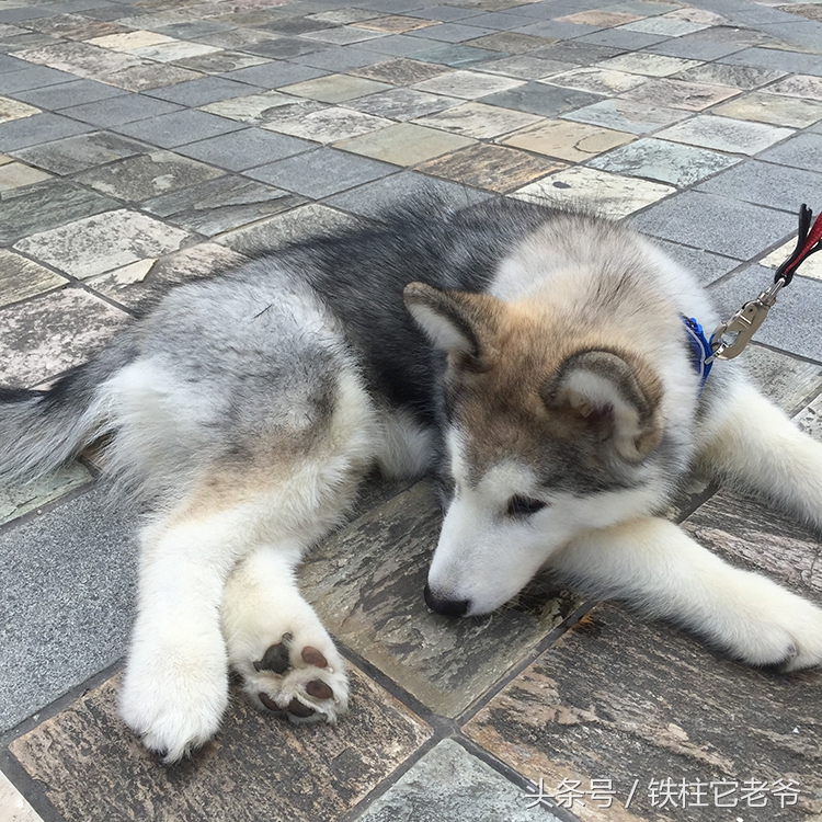 最快上车的阿拉斯加,来不及了快上车配音