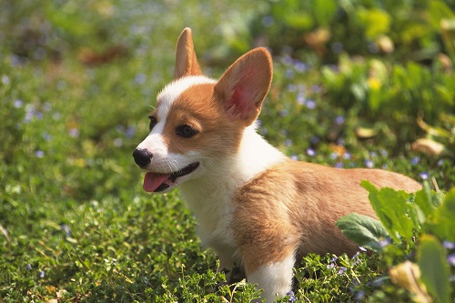 宠物狗喂做的饭和狗粮哪个好一点,宠物狗喂狗粮的正确方法