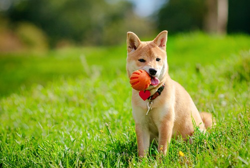 宠物狗喂做的饭和狗粮哪个好一点,宠物狗喂狗粮的正确方法