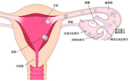 预防宫外孕运动有用吗,泡脚可以预防宫外孕吗
