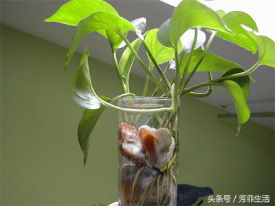 办公室大绿萝底下叶子发黄怎么养,绿萝秋天叶子变黄怎么处理