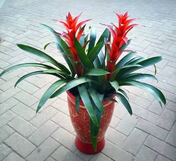 适合在家养有发财寓意的植物,客厅放什么植物寓意好又好养