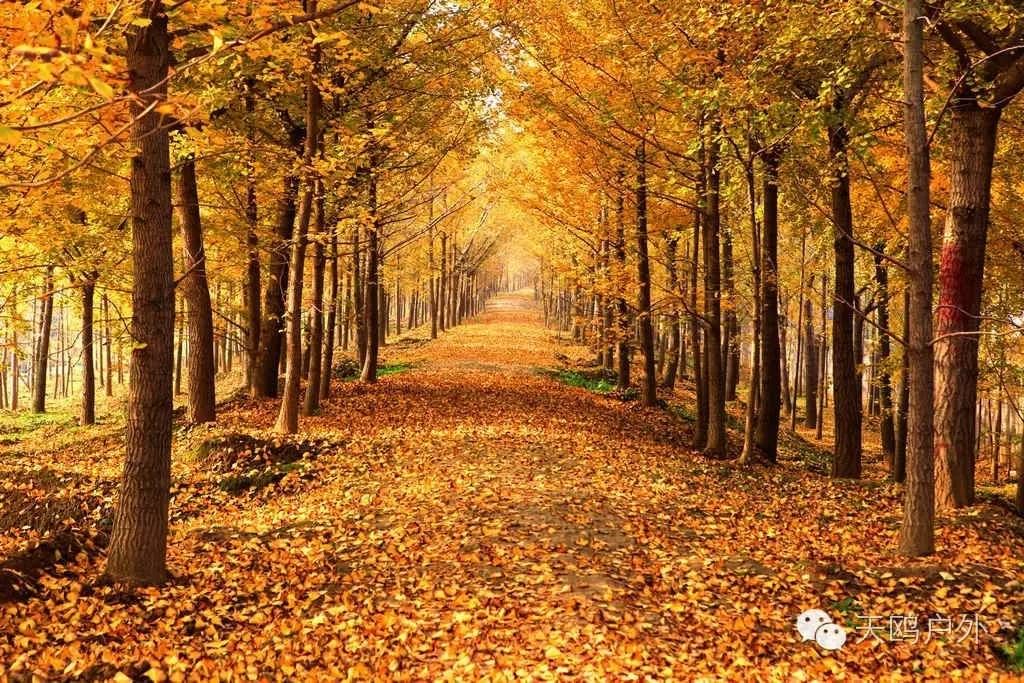 河南最好的红叶银杏叶在哪 (深秋河南哪里可以看银杏)