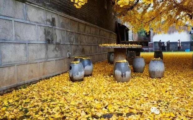 河南最好的红叶银杏叶在哪 (深秋河南哪里可以看银杏)