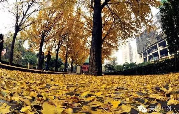 河南最好的红叶银杏叶在哪 (深秋河南哪里可以看银杏)