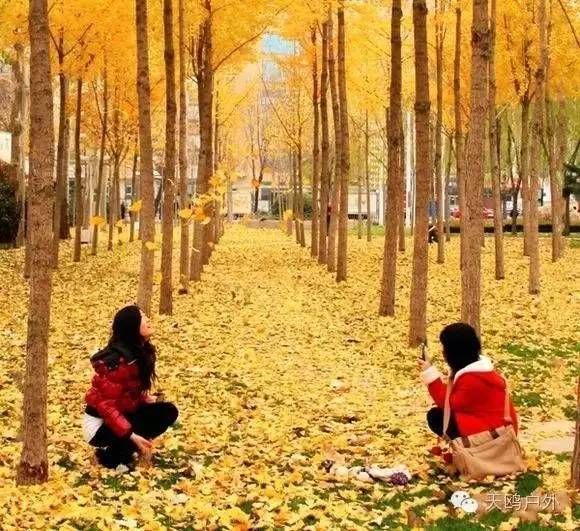 河南最好的红叶银杏叶在哪 (深秋河南哪里可以看银杏)