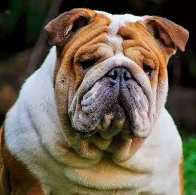 一梦谈狗:这些都不知道,别告诉我你喜欢英国斗牛犬……