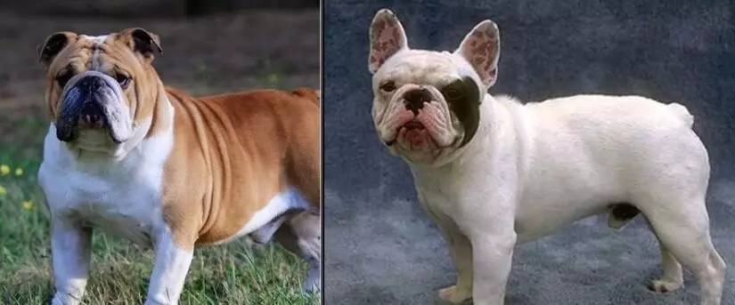 一梦谈狗:这些都不知道,别告诉我你喜欢英国斗牛犬……