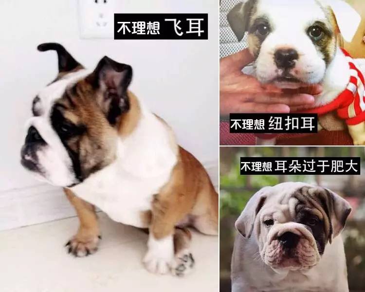 一梦谈狗:这些都不知道,别告诉我你喜欢英国斗牛犬……