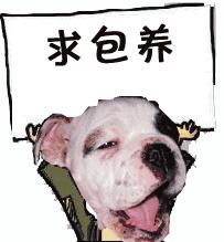 一梦谈狗:这些都不知道,别告诉我你喜欢英国斗牛犬……