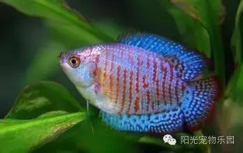 热带鱼缸混养小型鱼最佳搭配,鱼龟共养的小型鱼缸