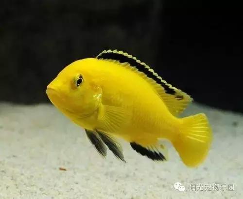 热带鱼缸混养小型鱼最佳搭配,鱼龟共养的小型鱼缸