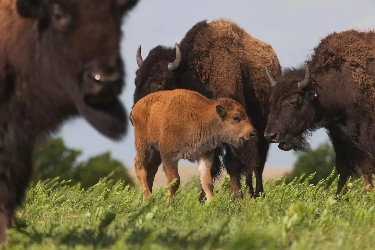美洲野牛是第几名,美洲野牛算什么档次