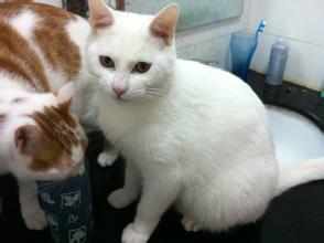 新领养的成年猫怎么跟它亲近,领养的小猫怎么能跟它熟