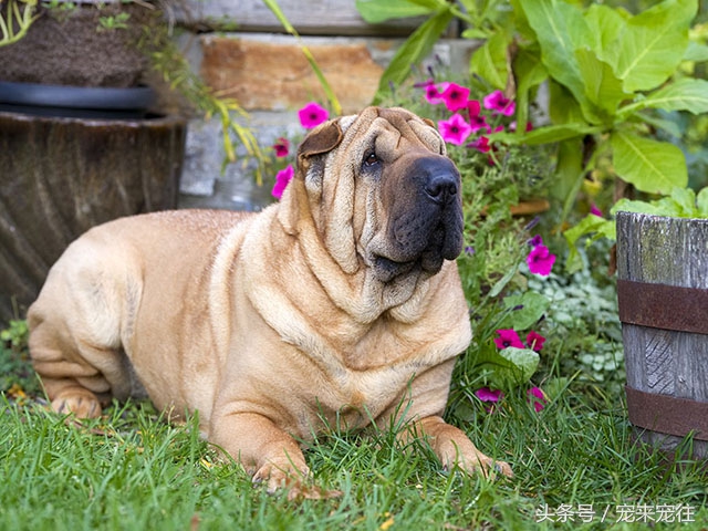 狗的饲养指南在线阅读,狗的饲养技巧与注意事项