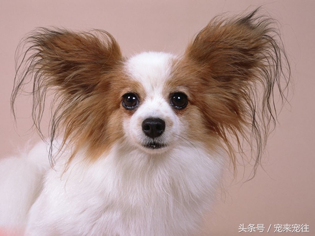 狗的饲养指南在线阅读,狗的饲养技巧与注意事项