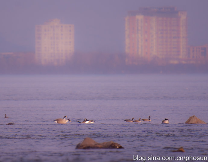 加拿大大雁泛滥成灾 (人类与大雁和谐共处视频)