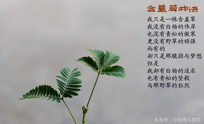 农村神奇植物治百病,能在自家种的神奇植物