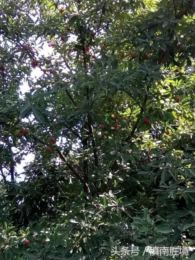 富源县营上镇营上村高清航拍,富源营上大坪照片