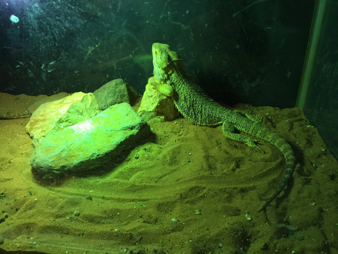 初秋日本快步东京，慢行北海道，泡汤美食8日