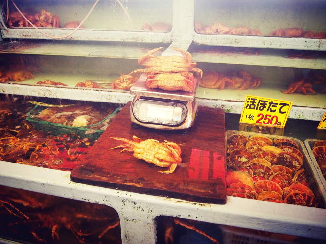 初秋日本快步东京，慢行北海道，泡汤美食8日