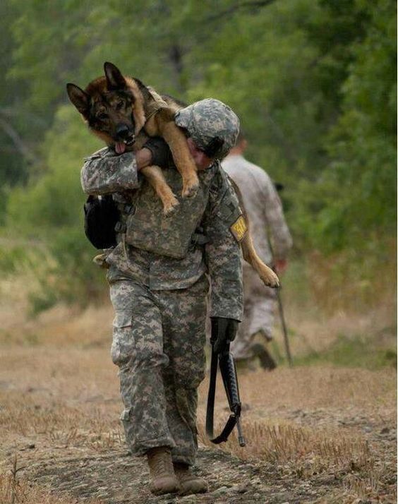 有一种狗叫你扛！狗狗黑背（德牧）的军旅生活！湄公河的哮天犬？