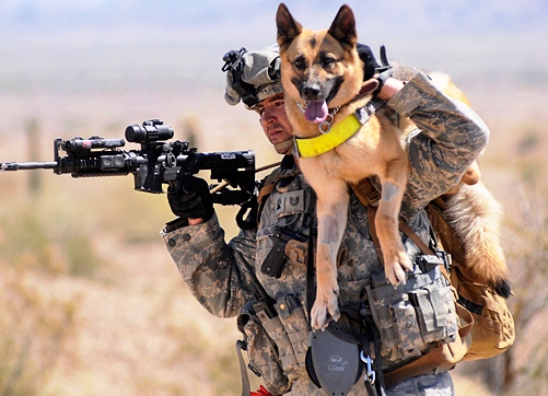 有一种狗叫你扛！狗狗黑背（德牧）的军旅生活！湄公河的哮天犬？