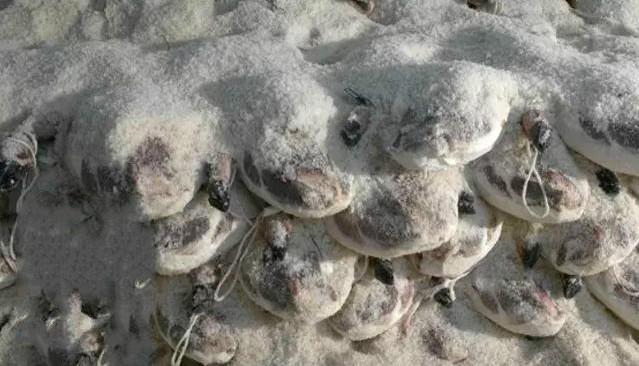 3000元1公斤的西班牙火腿配方、制作工艺揭秘!