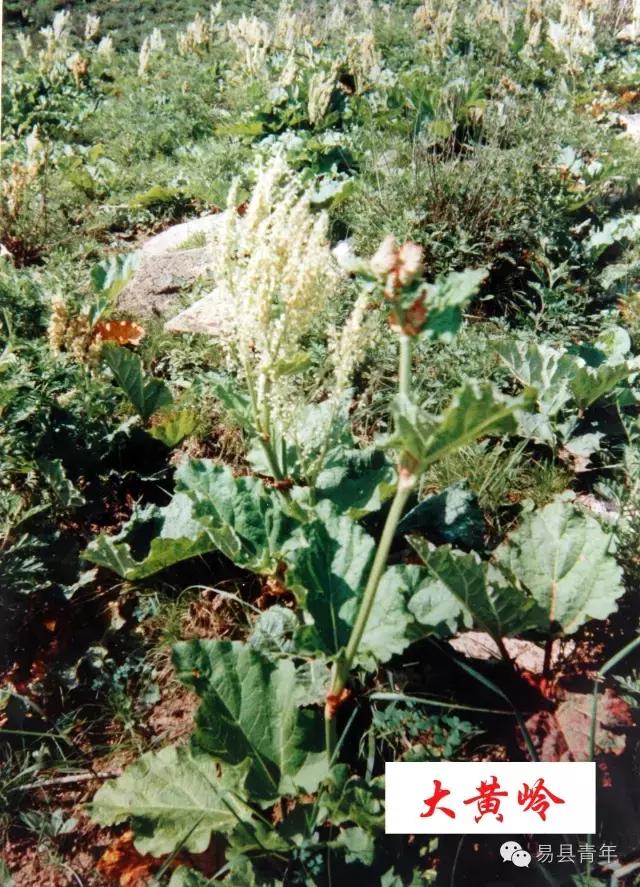 易县蔡家峪风景区有瀑布吗,易县蔡家峪景区人多吗
