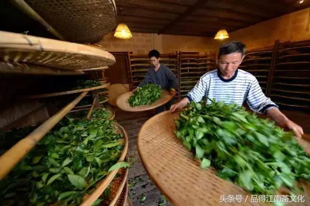 乌龙茶和乌龙,乌龙茶和乌龙球的区别